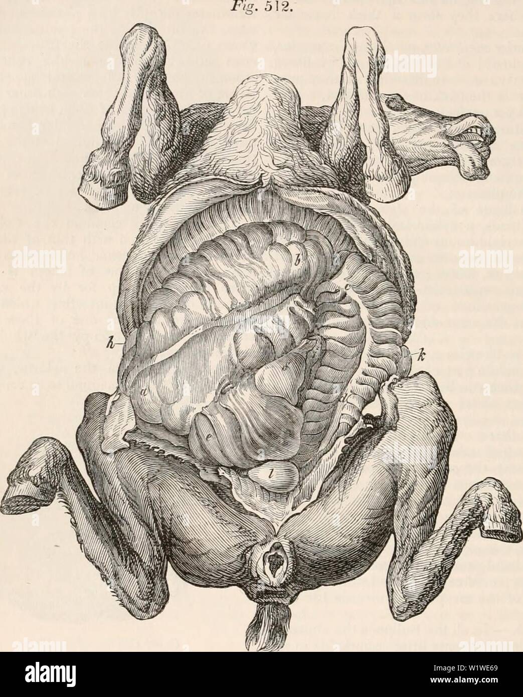 Imagen de archivo de la página 757 de la cyclopaedia de anatomía y Foto de stock