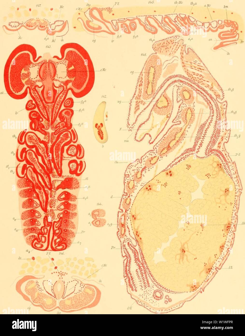Imagen de archivo de la página 864 de Denkschriften der Kaiserlichen Akademie der. Denkschriften der Kaiserlichen Akademie der Wissenschaften, Mathematisch-Naturwissenschaftliche Classe denkschriftender57kais Año: 1890 V. Graber: der Insecten Keimsü-FEI. Taf.Xn. '. Srsbsr ad.-.s'- n> .V: TA. €sr.t:::iir:h, Denkschriften d.kais.Akad.d. Suiza.mathrnaturw.Classe Bd. LVII. Abth. II. Foto de stock