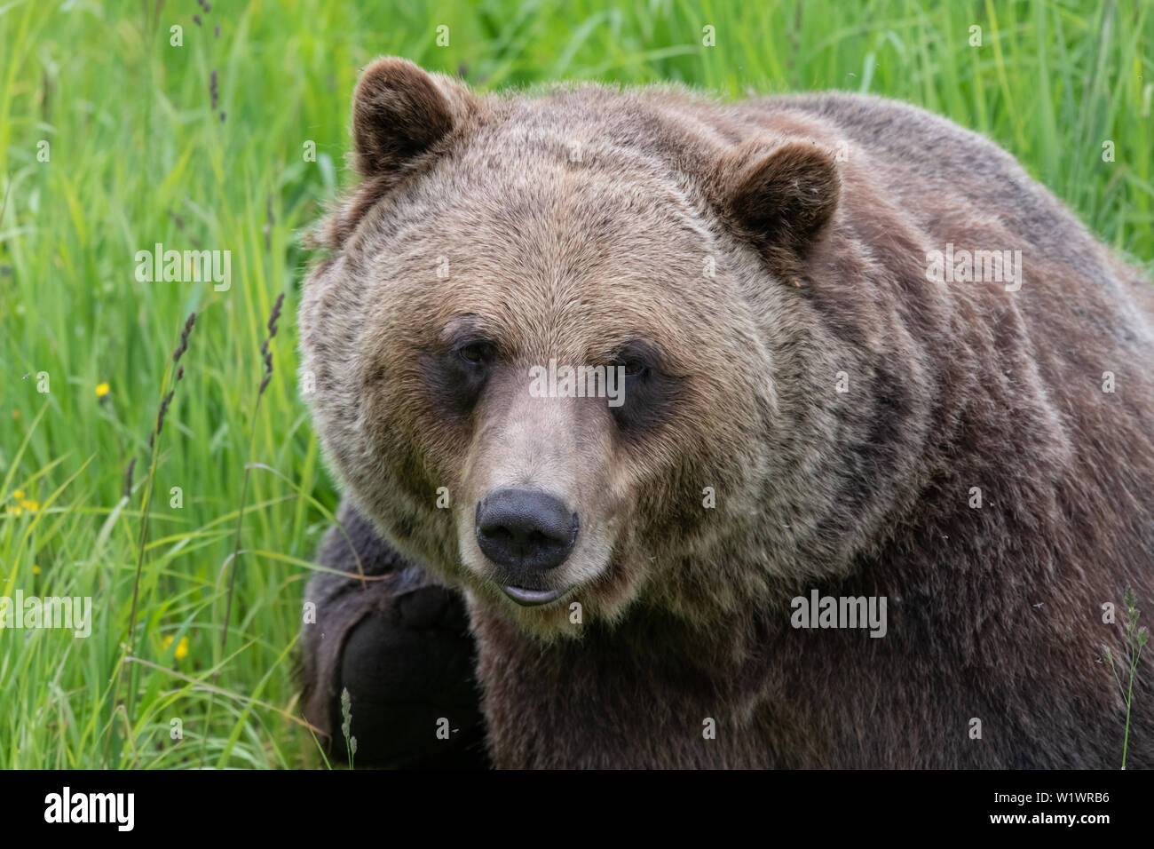 Grizzly Bear emergiendo de los bosques. Foto de stock