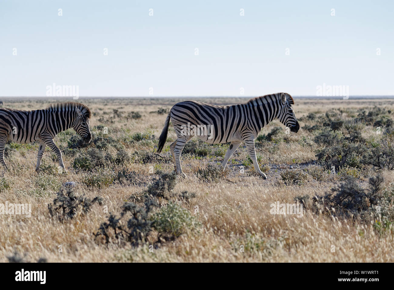 Dos cebras caminando por la sabana seca en el Parque Nacional de Etosha, Namibia, África Foto de stock