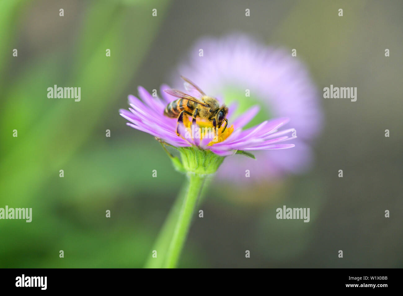 Close-up de una abeja en una flor morada recoge polen y néctar. Fotografía macro horizontal. Foto de stock