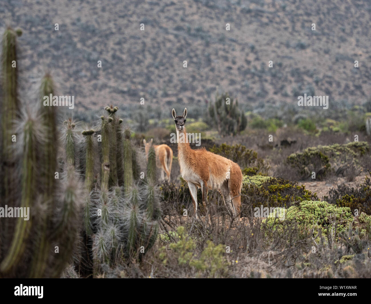 Desierto de Chile Patagonia fauna guanacos Foto de stock