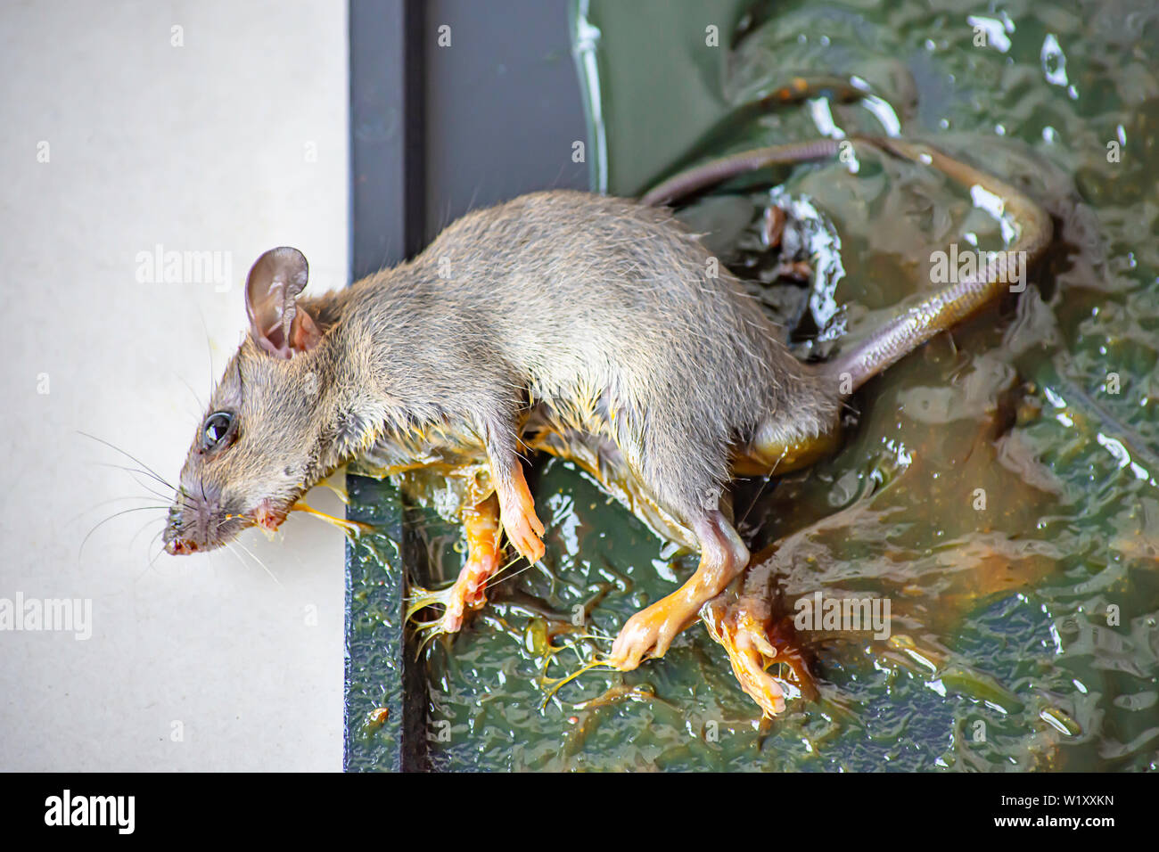Pegamento para ratas fotografías imágenes de alta -