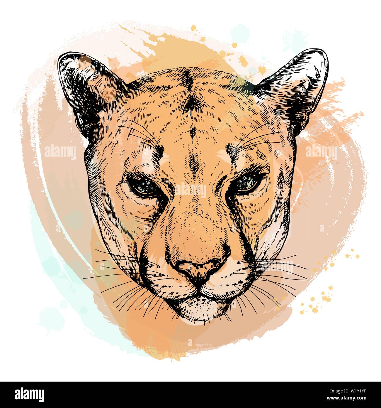 Retrato de estilo boceto dibujados a mano de puma aislado sobre fondo  blanco. Ilustración vectorial Imagen Vector de stock - Alamy