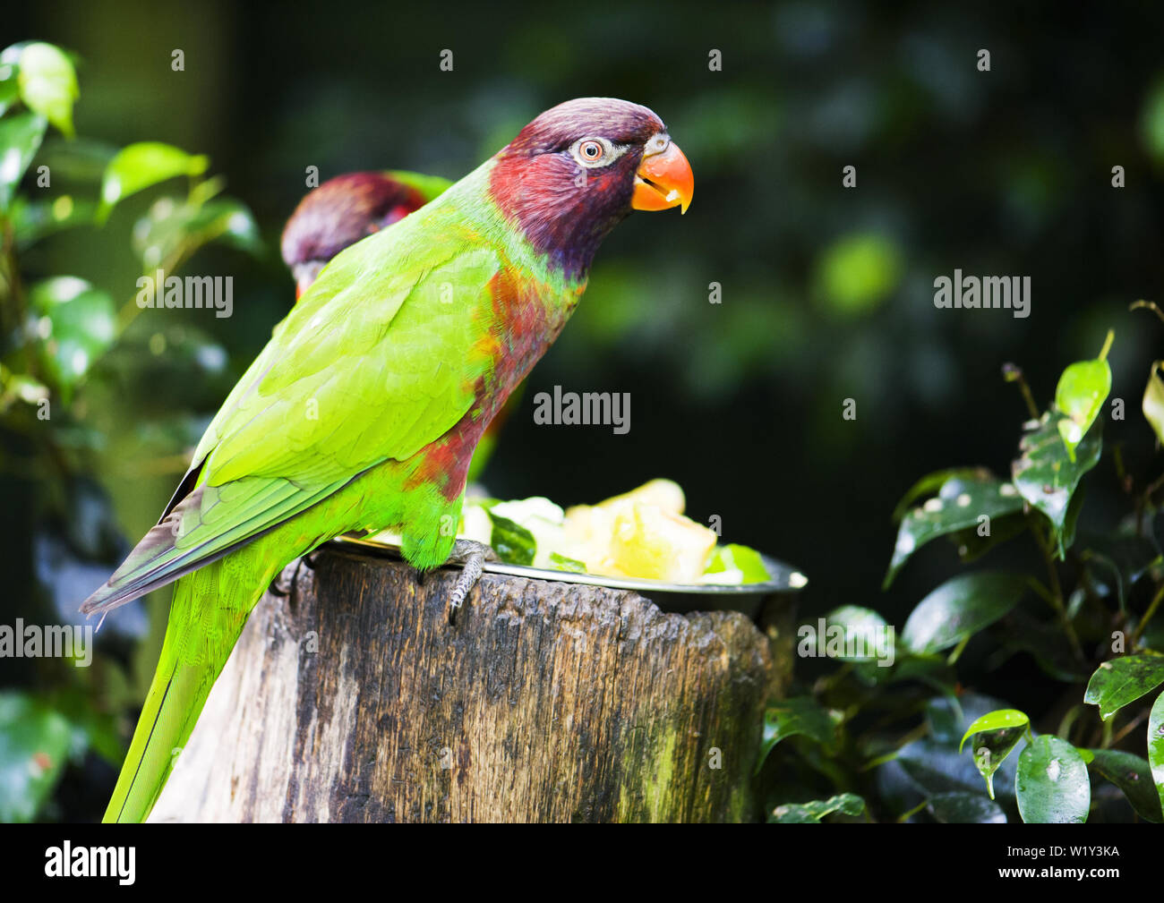 Parrot en el medio ambiente. Hermoso color verde brillante del pájaro Foto de stock