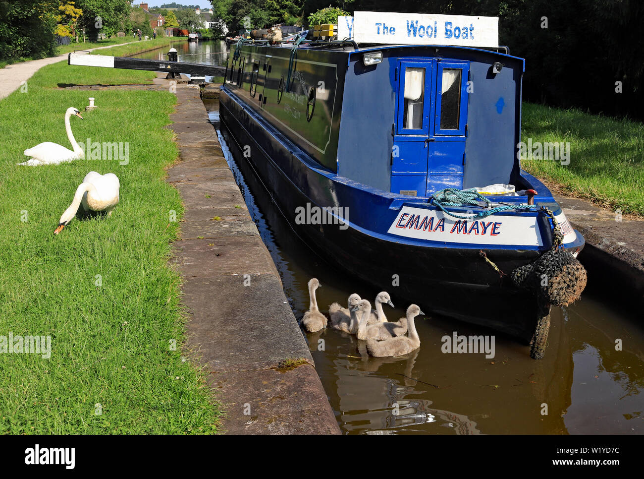 Un canal Narrowboat y cisnes cygnets en horno de cal de bloqueo en el canal de Trent y Mersey, Piedra 22.6.19. Cw 6780 Foto de stock