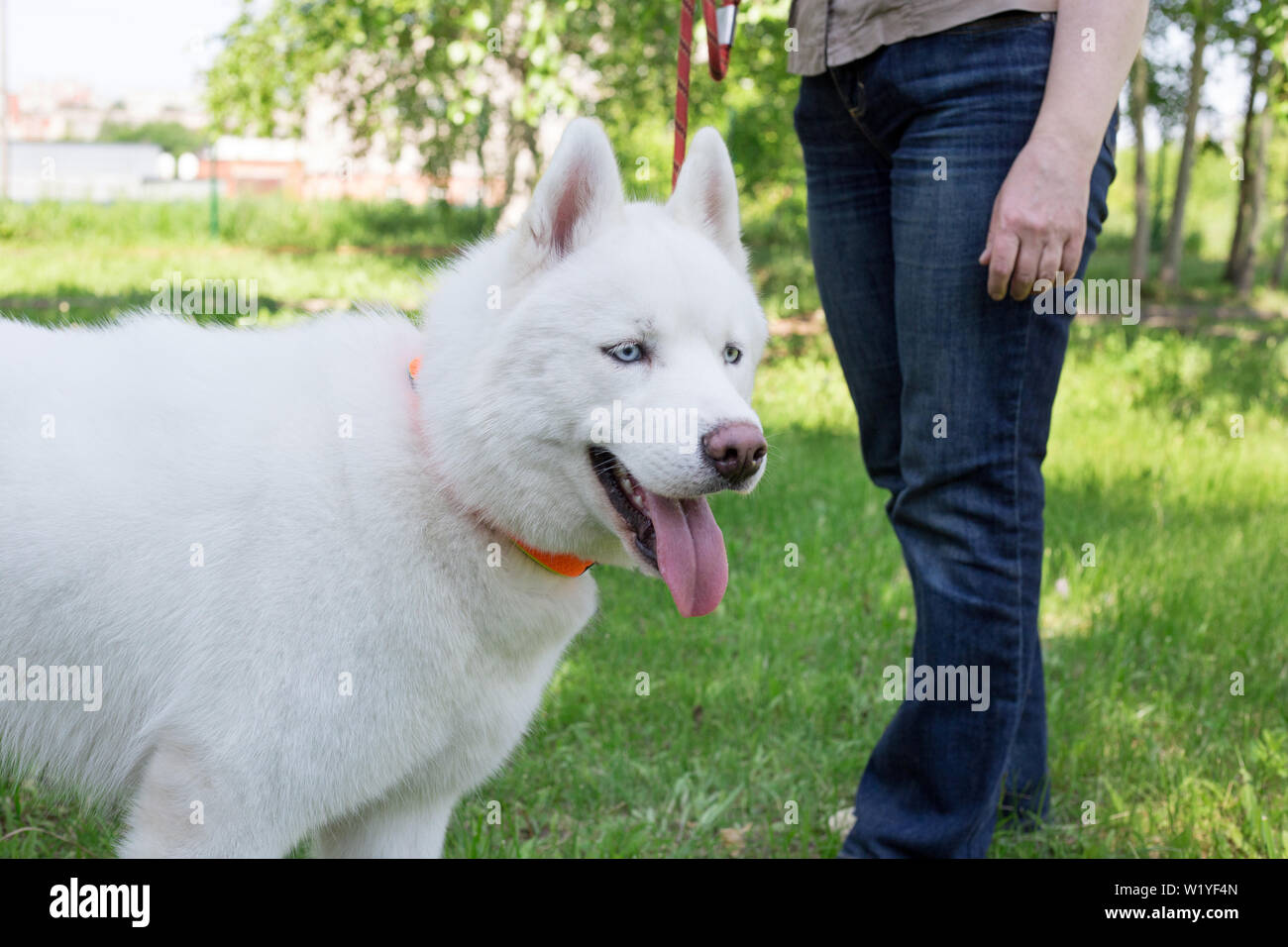 Husky siberiano blanco con ojos azules está de pie sobre prado con su Los animales de compañía. Perro raza pura Fotografía de stock - Alamy