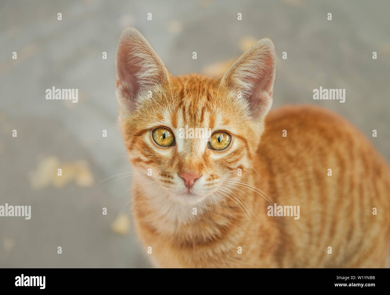 Lindo gatito gato atigrado rojo joven mirando con ojos de color naranja oro maravilloso y mirando de arriba abajo, curiosamente, retrato, Grecia Foto de stock