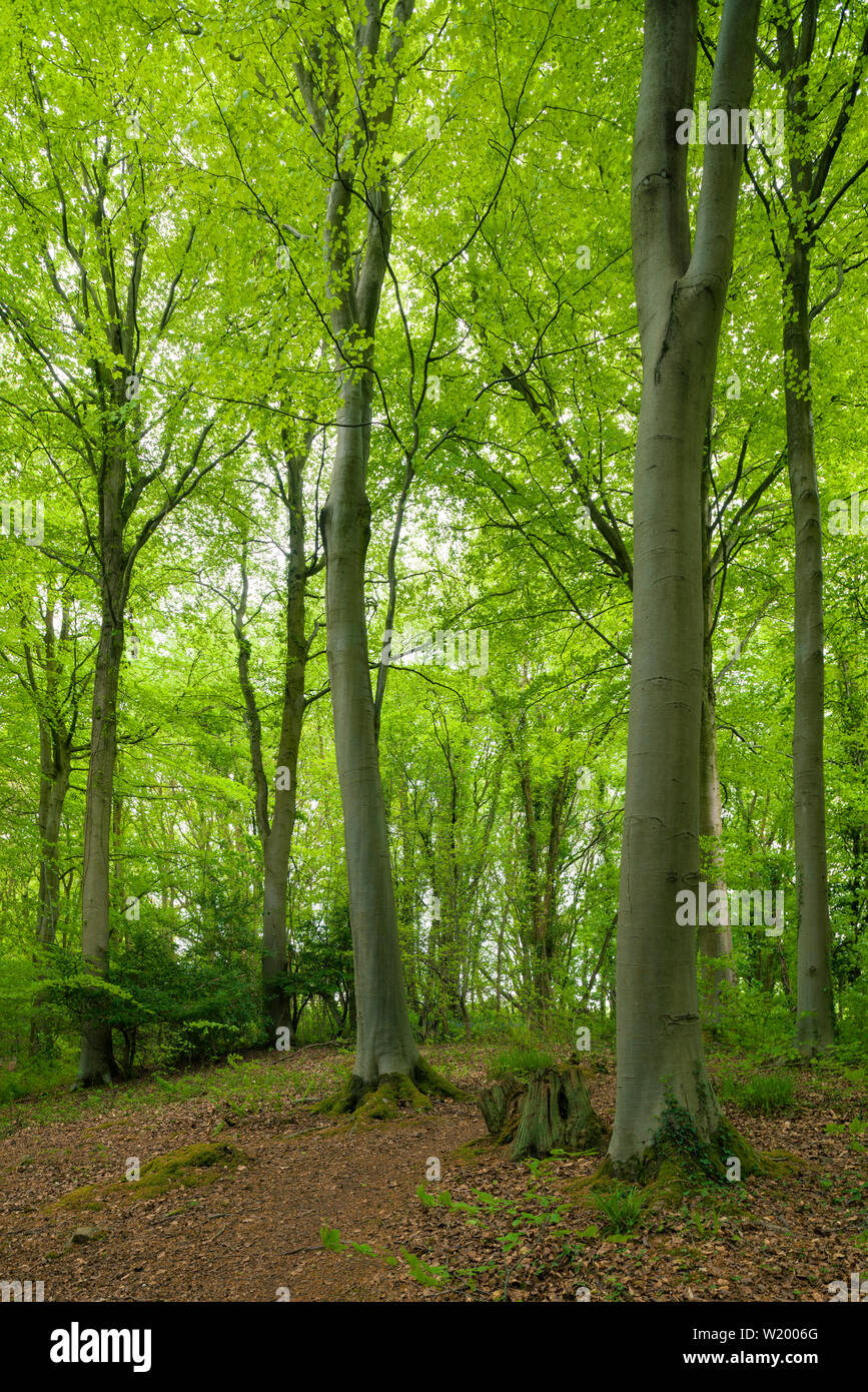 Bosque en bristol fotografías e imágenes de alta resolución Alamy