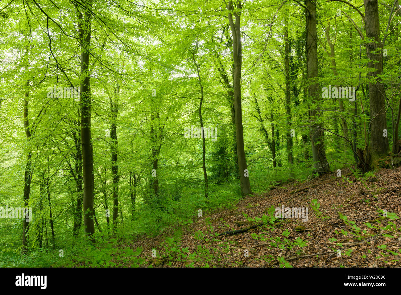 Bosque en bristol fotografías e imágenes de alta resolución Alamy