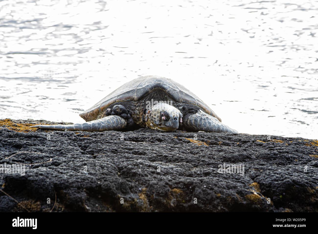 Tortugas marinas amenazadas descansando sobre una costa rocosa de la Isla Grande de Hawai Foto de stock