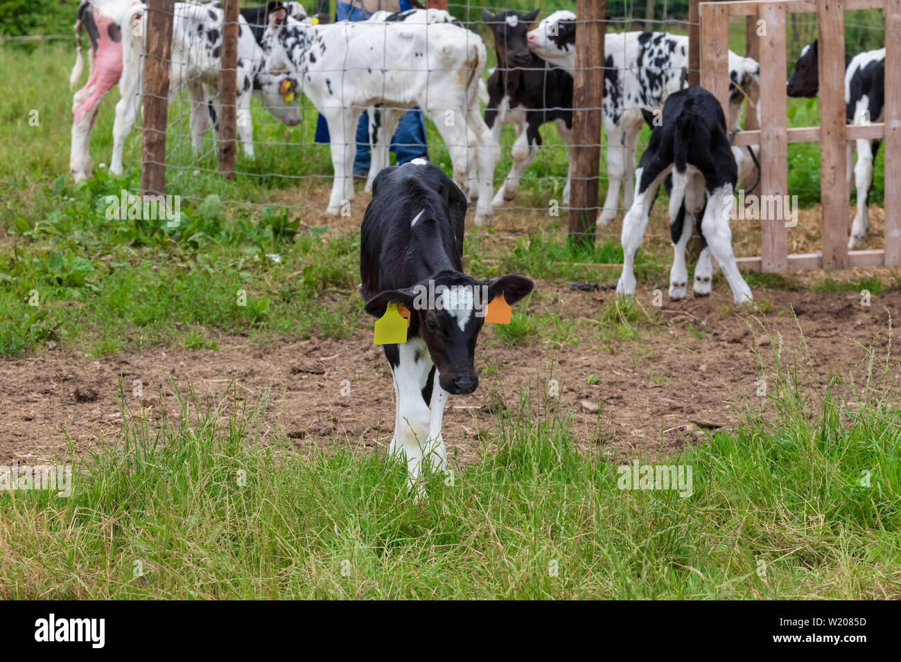 Ternero recién nacido. Grupo de varios cachorros de vaca lechera Fotografía  de stock - Alamy