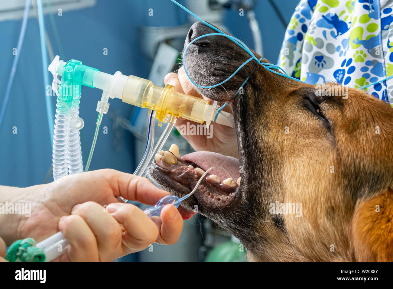 La intubación endotraqueal en un anestésico antes de una cirugía de perro  Fotografía de stock - Alamy
