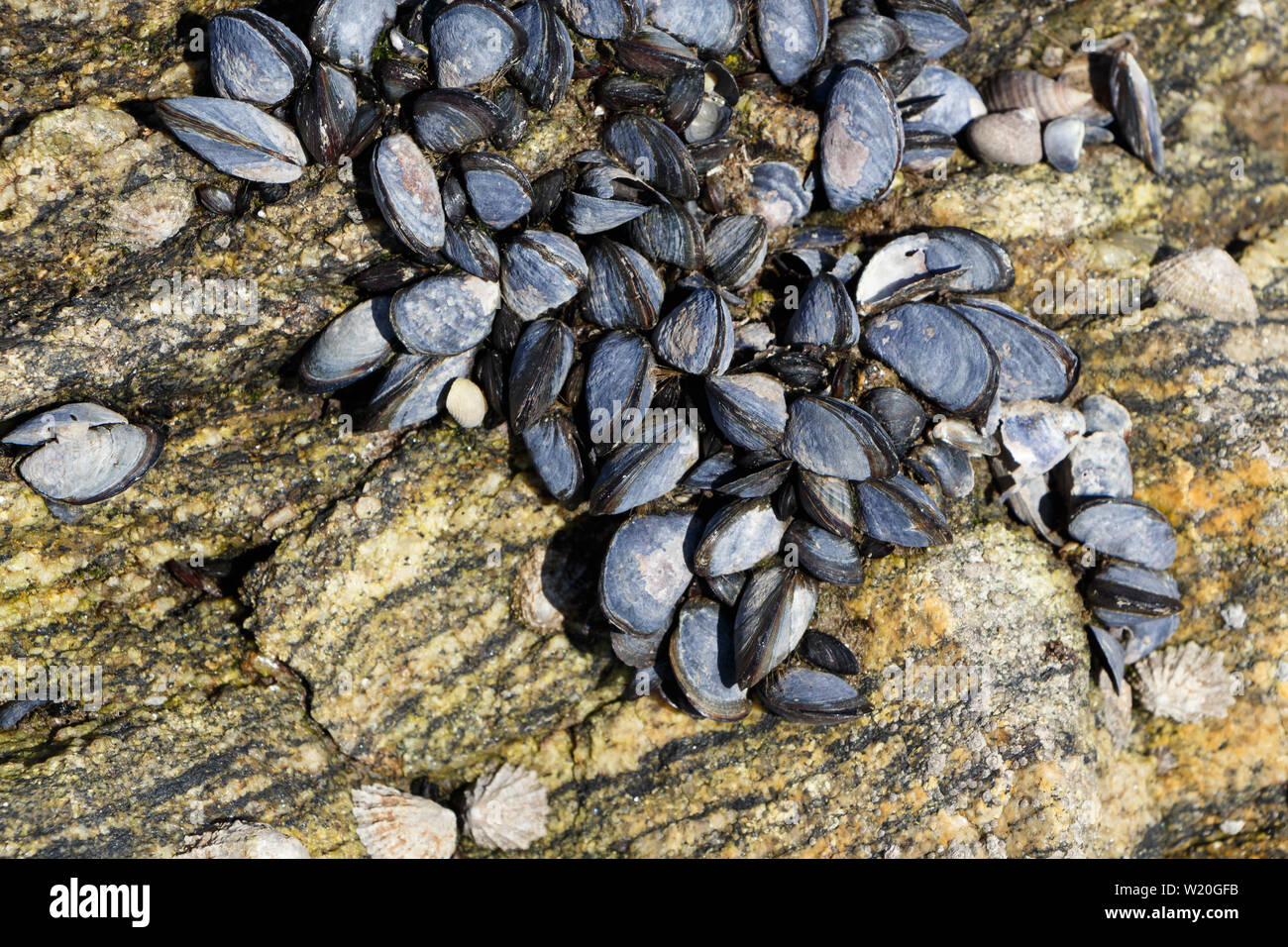 Mejillones silvestres en las rocas en Bretaña con marea baja. Foto de stock
