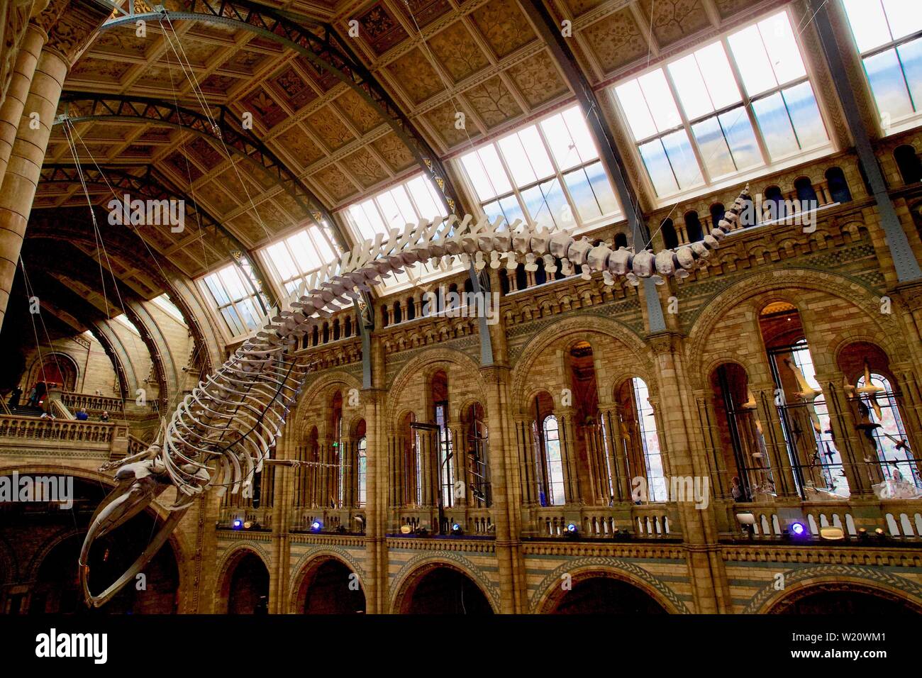 Museo de Historia Natural, Cromwell Road, South Kensington, Royal Borough of Kensington y Chelsea - esqueleto de ballena azul Foto de stock