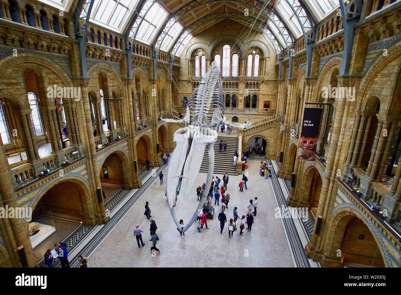 Museo de Historia Natural, Cromwell Road, South Kensington, Royal Borough of Kensington y Chelsea - esqueleto de ballena azul Foto de stock