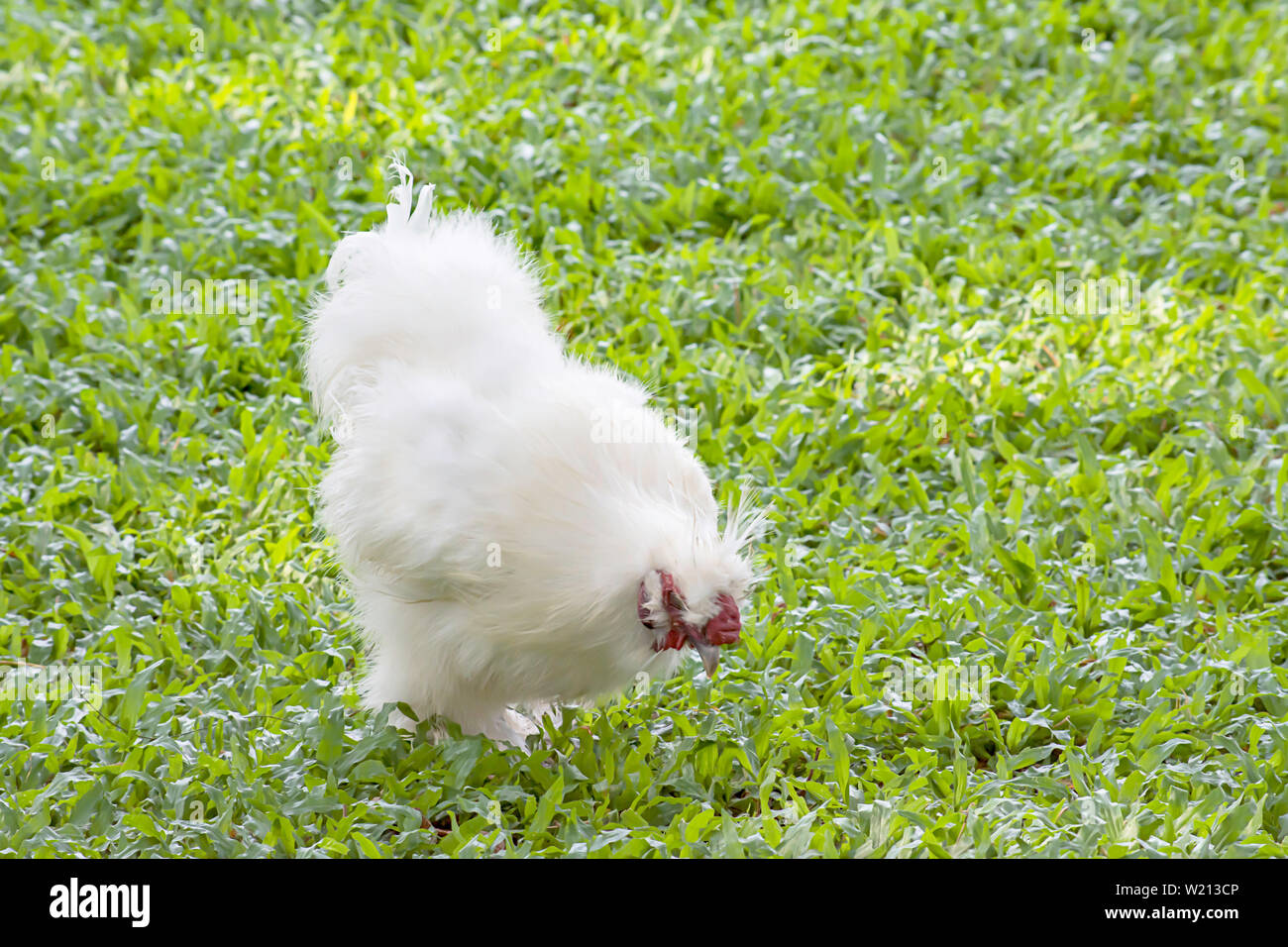 Blanco con pollo o gallina Silkie comer alimentos en el césped en el jardín. Foto de stock