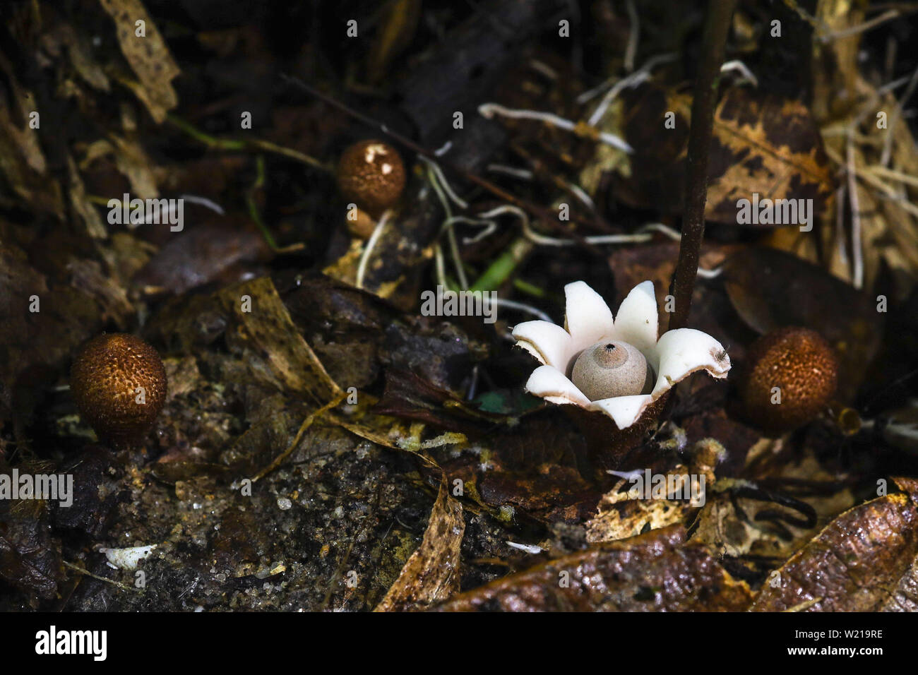 Hongos de la estrella de la tierra raros de la familia Geastraceae encontrado en un suelo del bosque en una selva tropical Foto de stock