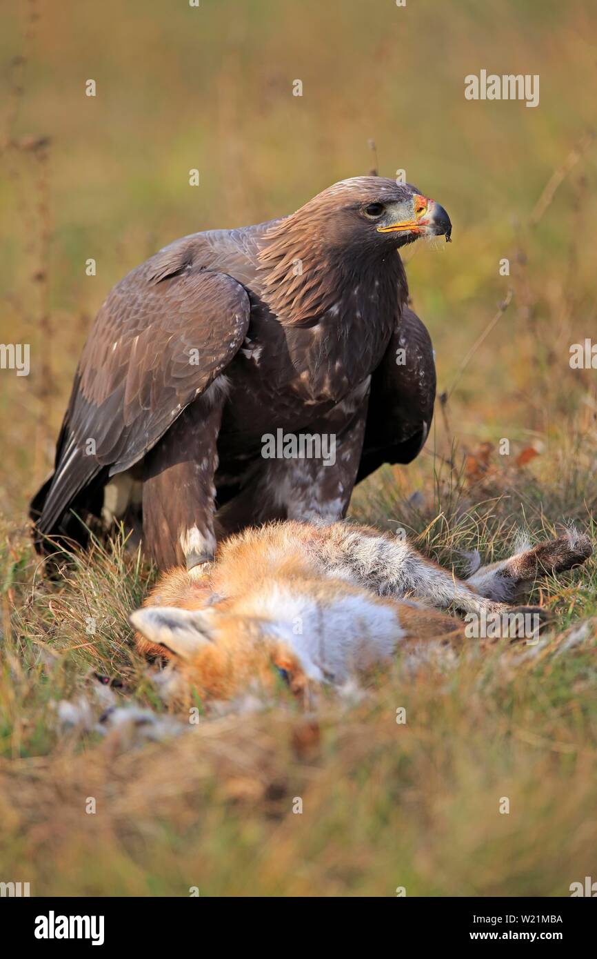 Golden fox fotografías e imágenes de alta resolución - Página 5 - Alamy