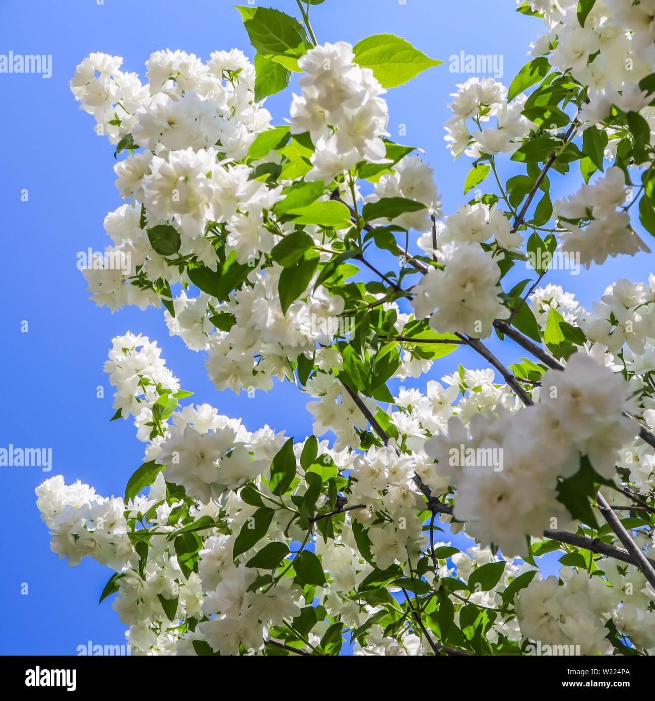 Jazmín flores en el jardín. Acercamiento de las ramas con flores blancas  contra el cielo azul Fotografía de stock - Alamy