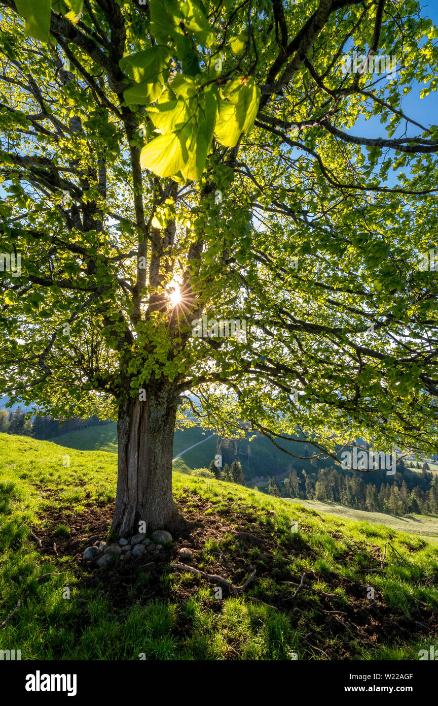 Tarde de sol detrás de un árbol de tilo en una colina im Emmental Foto de stock