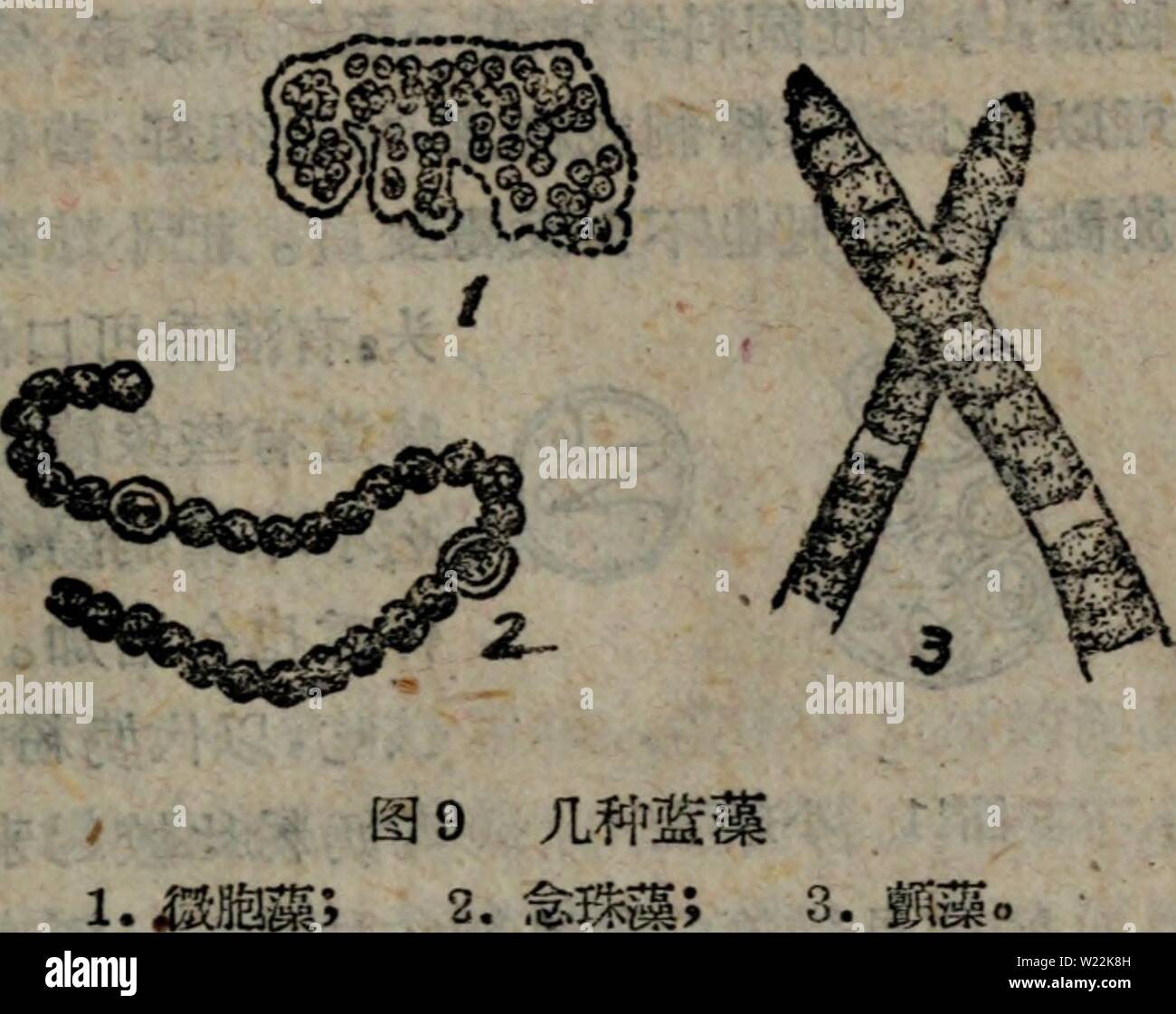 E Ae O Fotos E Imagenes De Stock Alamy