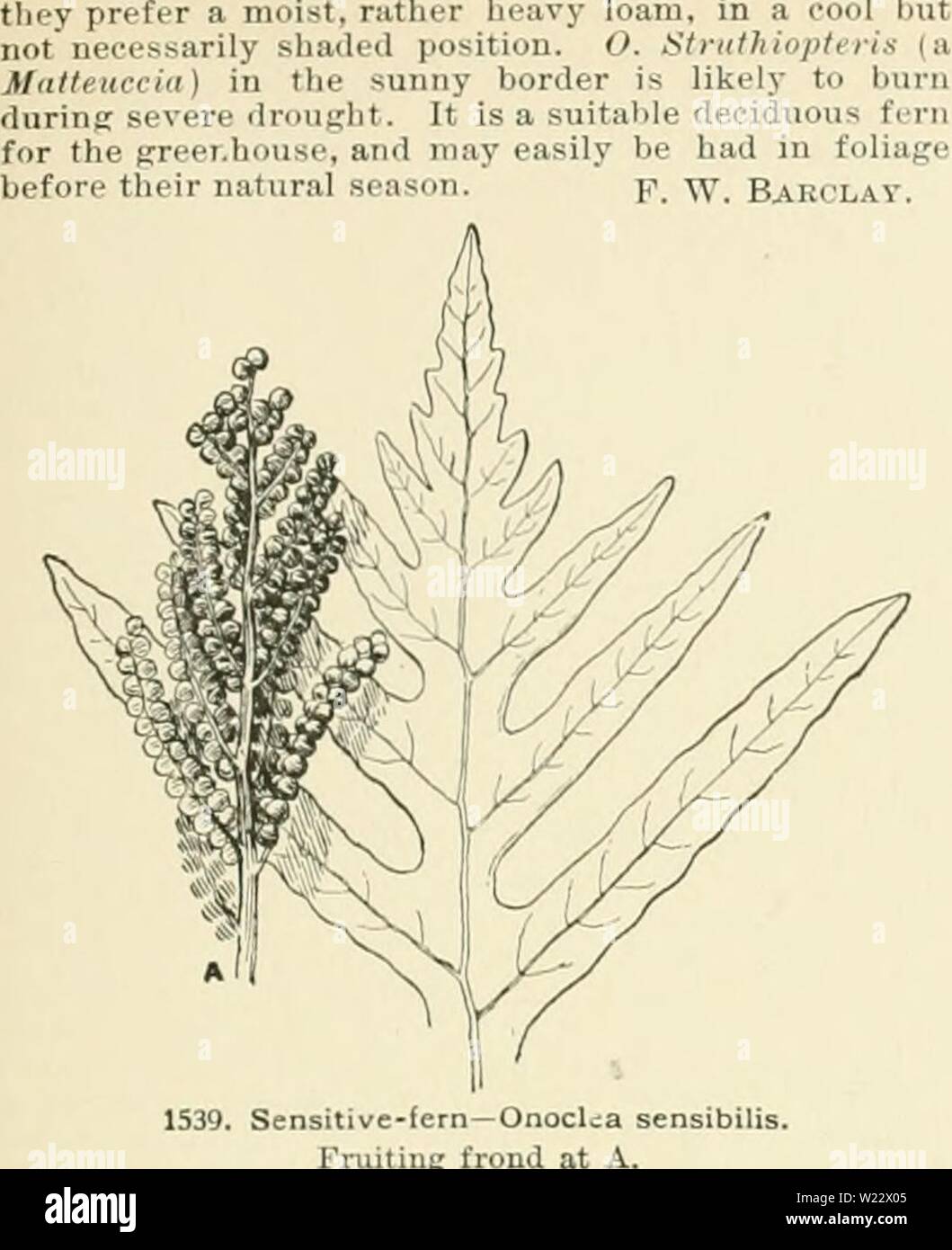 Imagen de archivo de la página 114 de la Cyclopedia of American  horticultura, compuesto. Cyclopedia of American horticultura, compuesto de  sugerencias para el cultivo de plantas hortícolas, las descripciones de las  especies