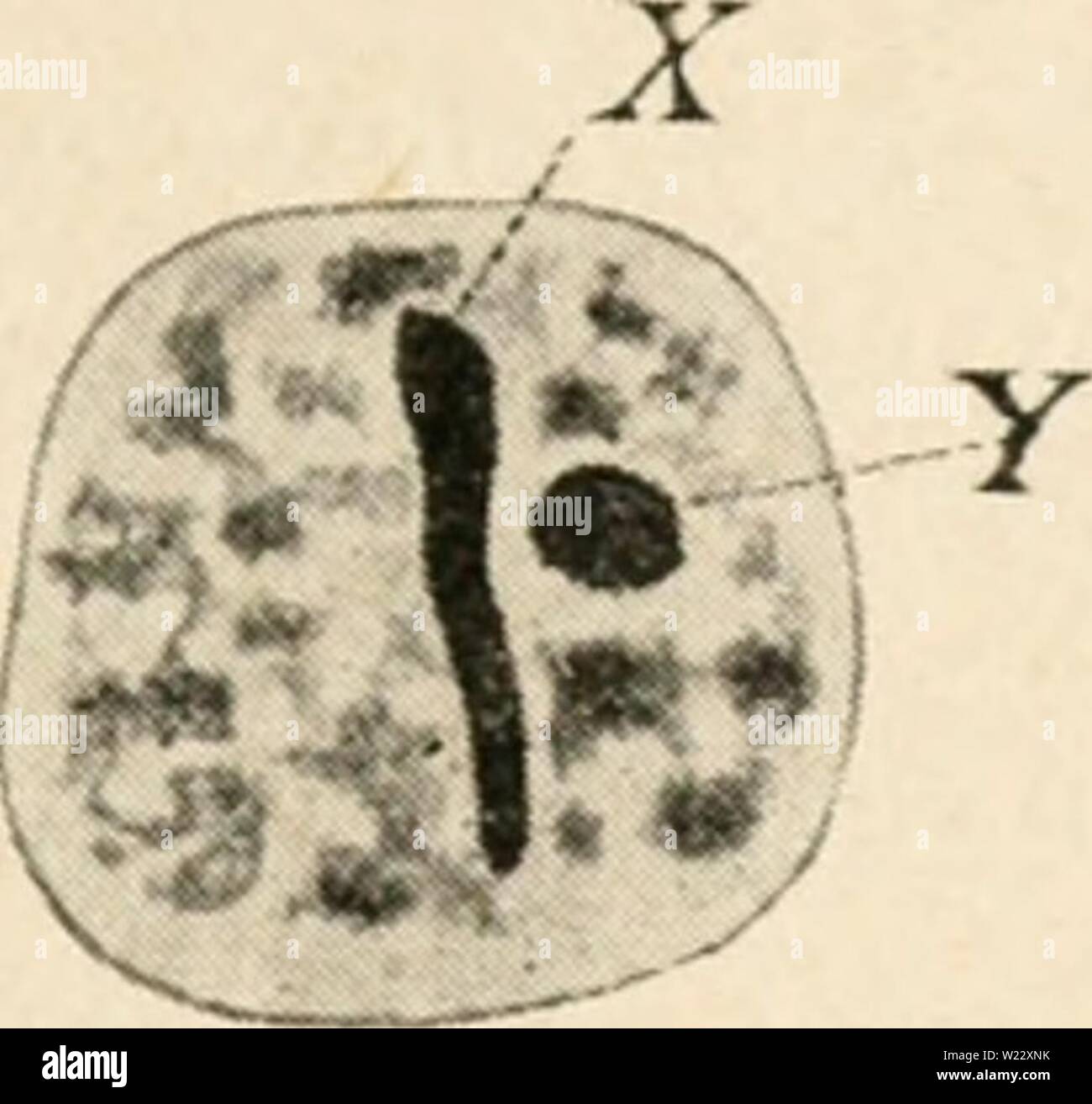 Imagen de archivo de la página 116 de la citología, con especial referencia a. La citología, con especial referencia al núcleo metazoan cytologywithspec00agar Año: 1920 B Foto de stock