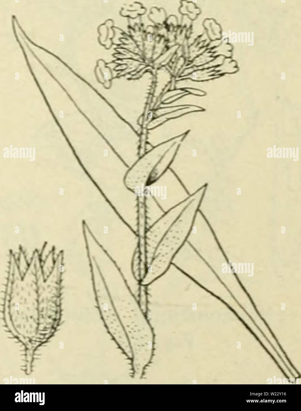 Imagen de archivo de la 116 de flora van Nederland (1909-11). De flora van Nederland defloravannederl03heuk Año: 1909-11. FAMILIE 92. - BORAGINACEAE. - Pulmonaria officinalis 119. 1, 2 langstijlige