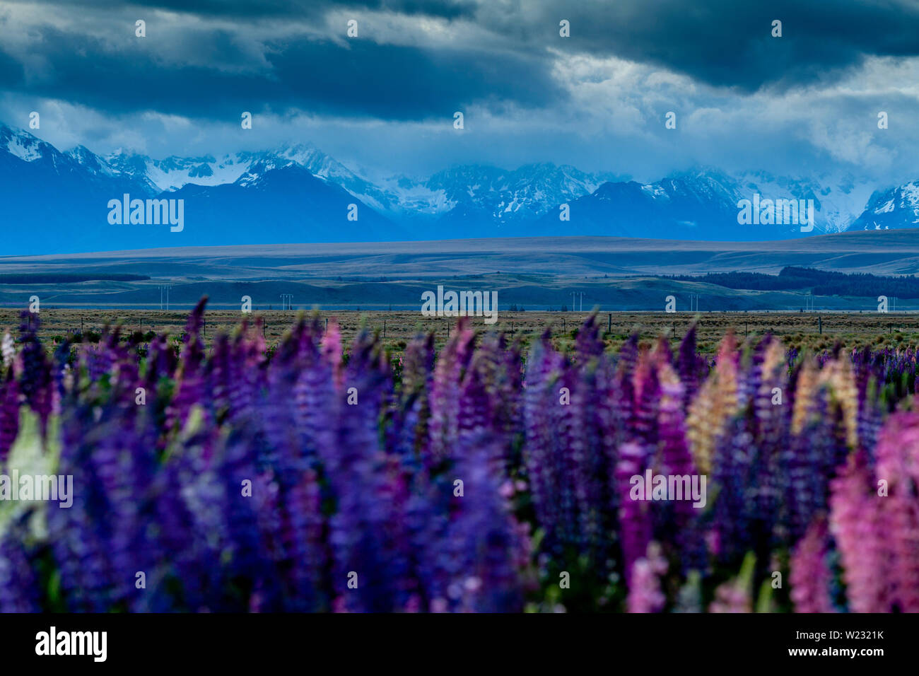 Lupin coloridas flores por la carretera, Mackenzie Región, Isla del Sur, Nueva Zelanda Foto de stock