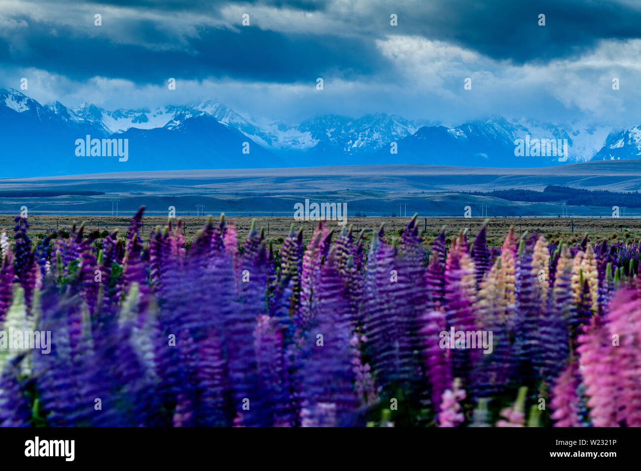 Lupin coloridas flores por la carretera, Mackenzie Región, Isla del Sur, Nueva Zelanda Foto de stock