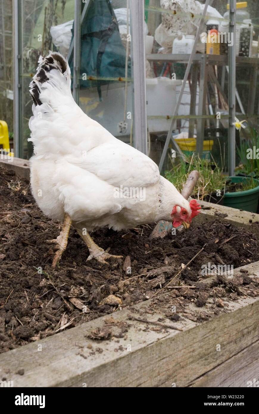 Luz Sussex pollo Foto de stock