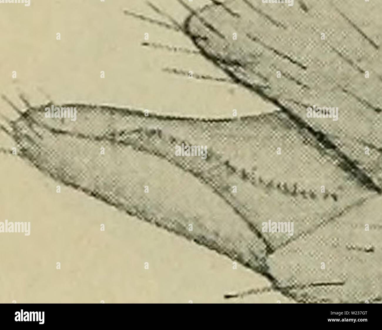 Higo De Fuego Fotos e Imágenes de stock - Página 4 - Alamy