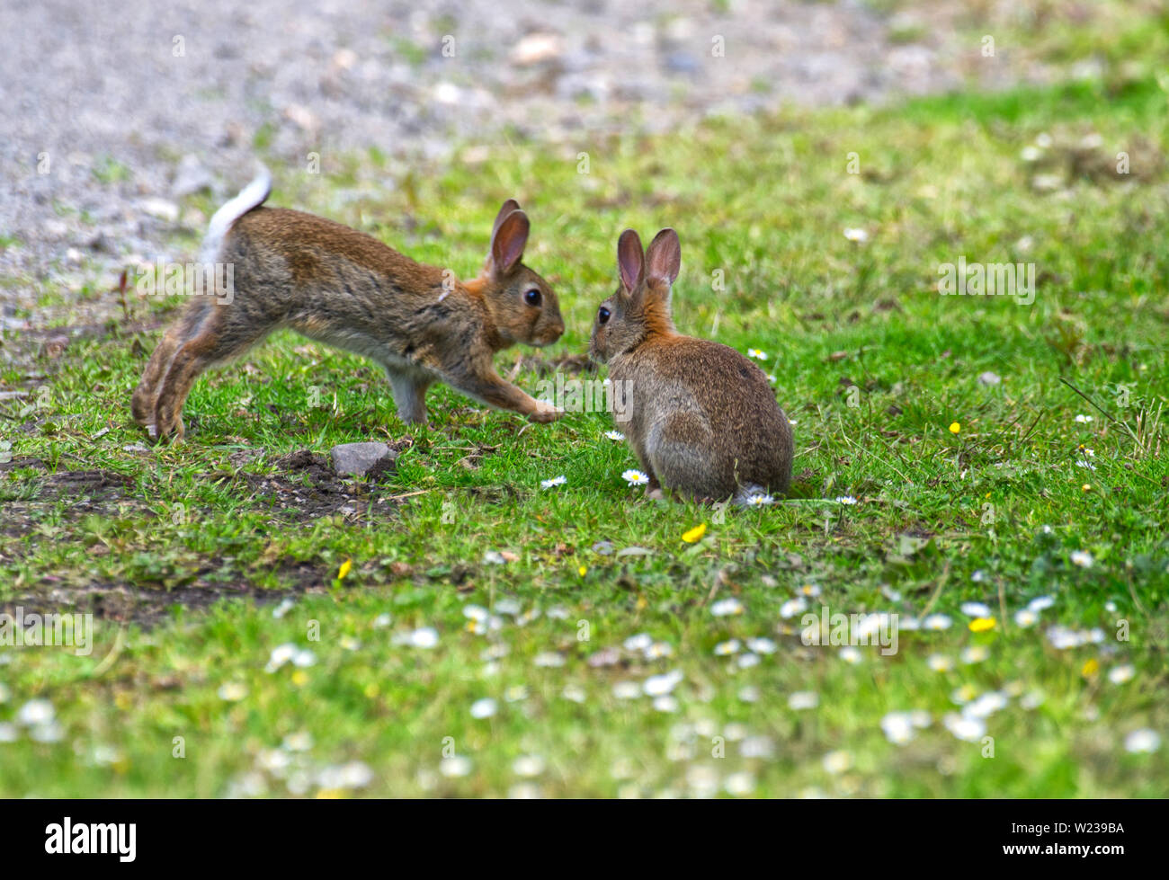 Los conejos europeos Foto de stock