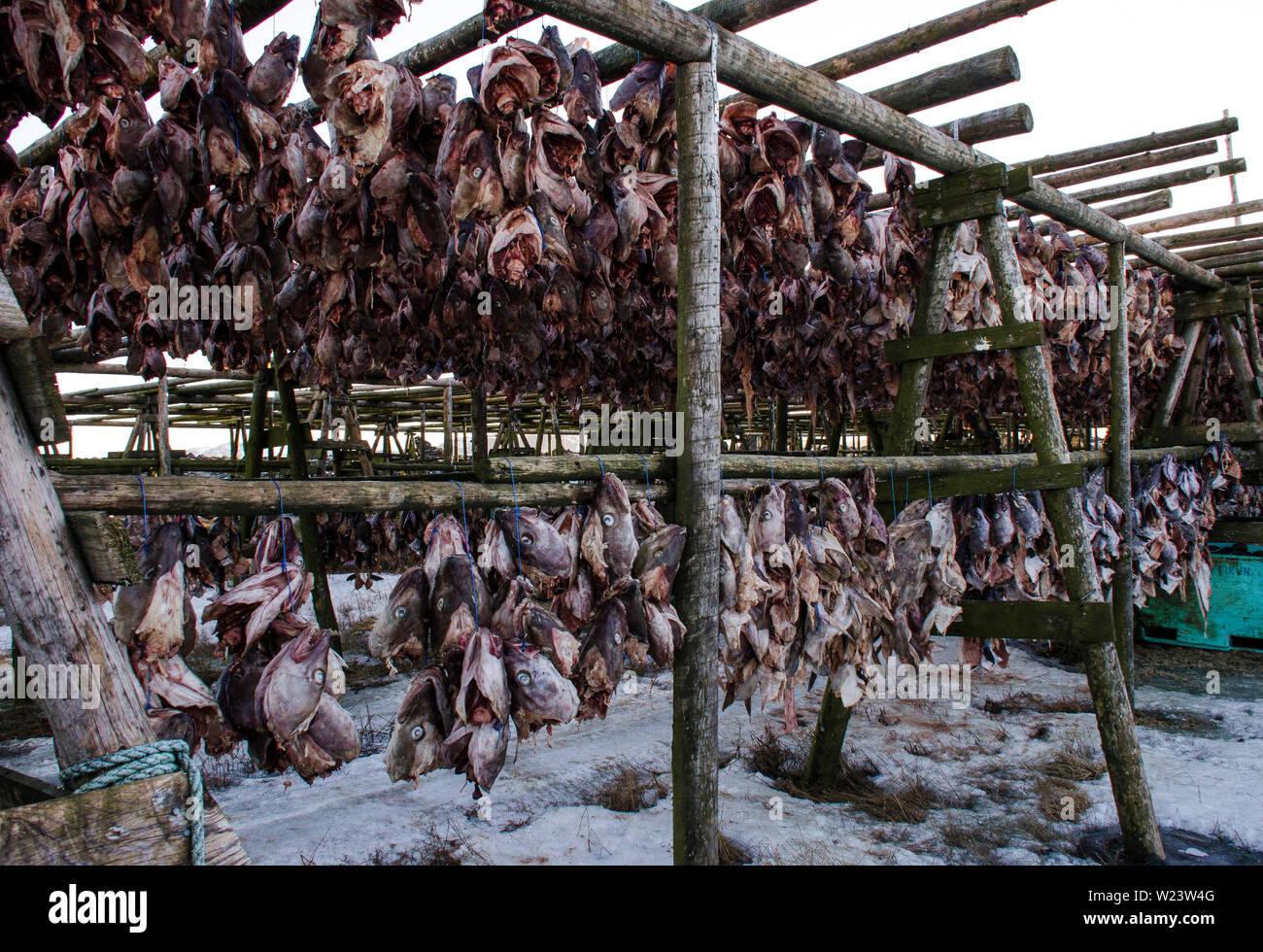 Un montón de big fish es secado sobre soportes de madera bajo el cielo  abierto. Tradicional Pescado secado al aire libre para hacer Hardfiskur,  Islandia Fotografía de stock - Alamy