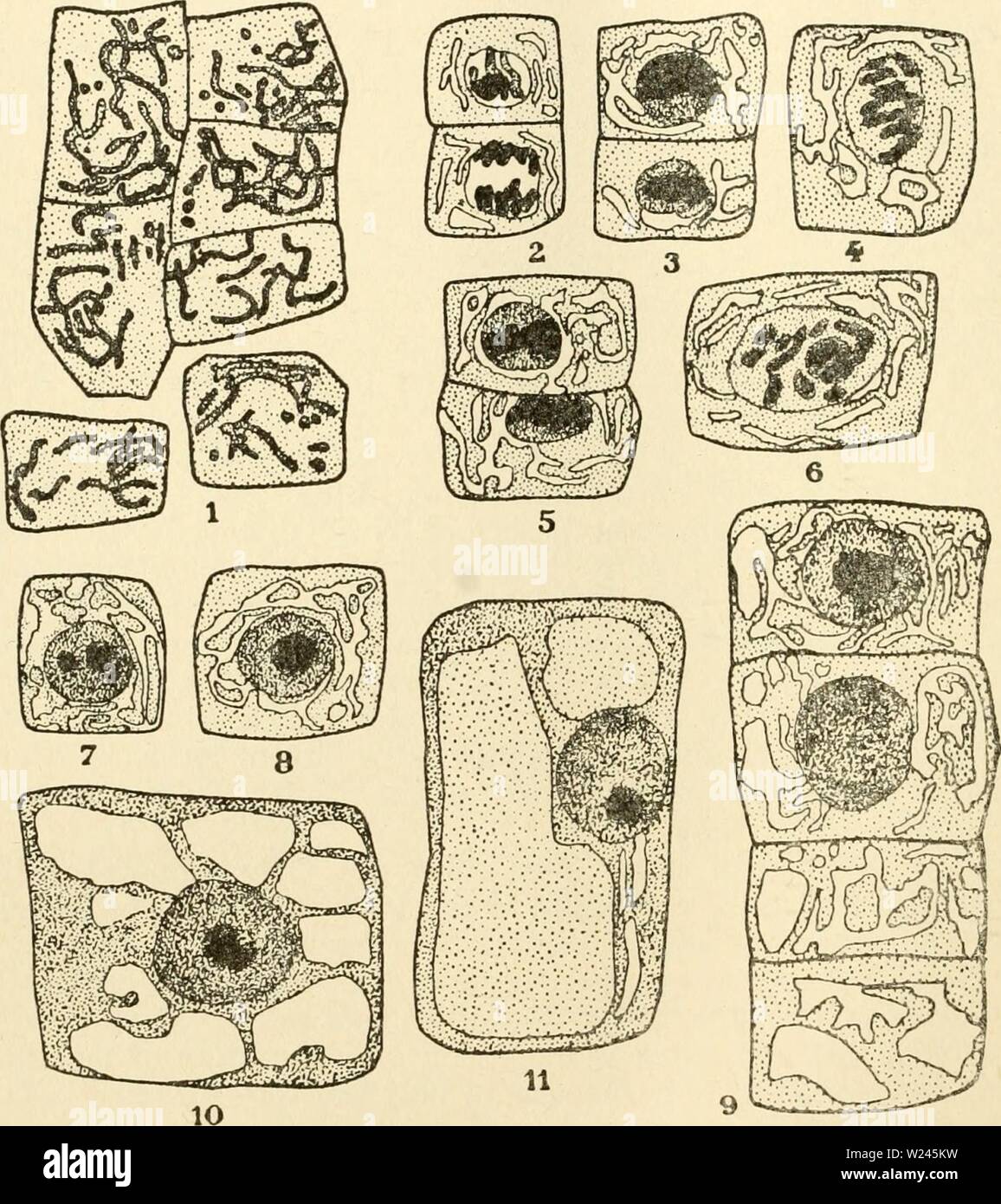Imagen de archivo de la página 207 del citoplasma de la planta. El  citoplasma de la célula vegetal cytoplasmofplant00guil Año: 1941 -  Guilllermond Atkinson - 192 - el citoplasma, además, que las