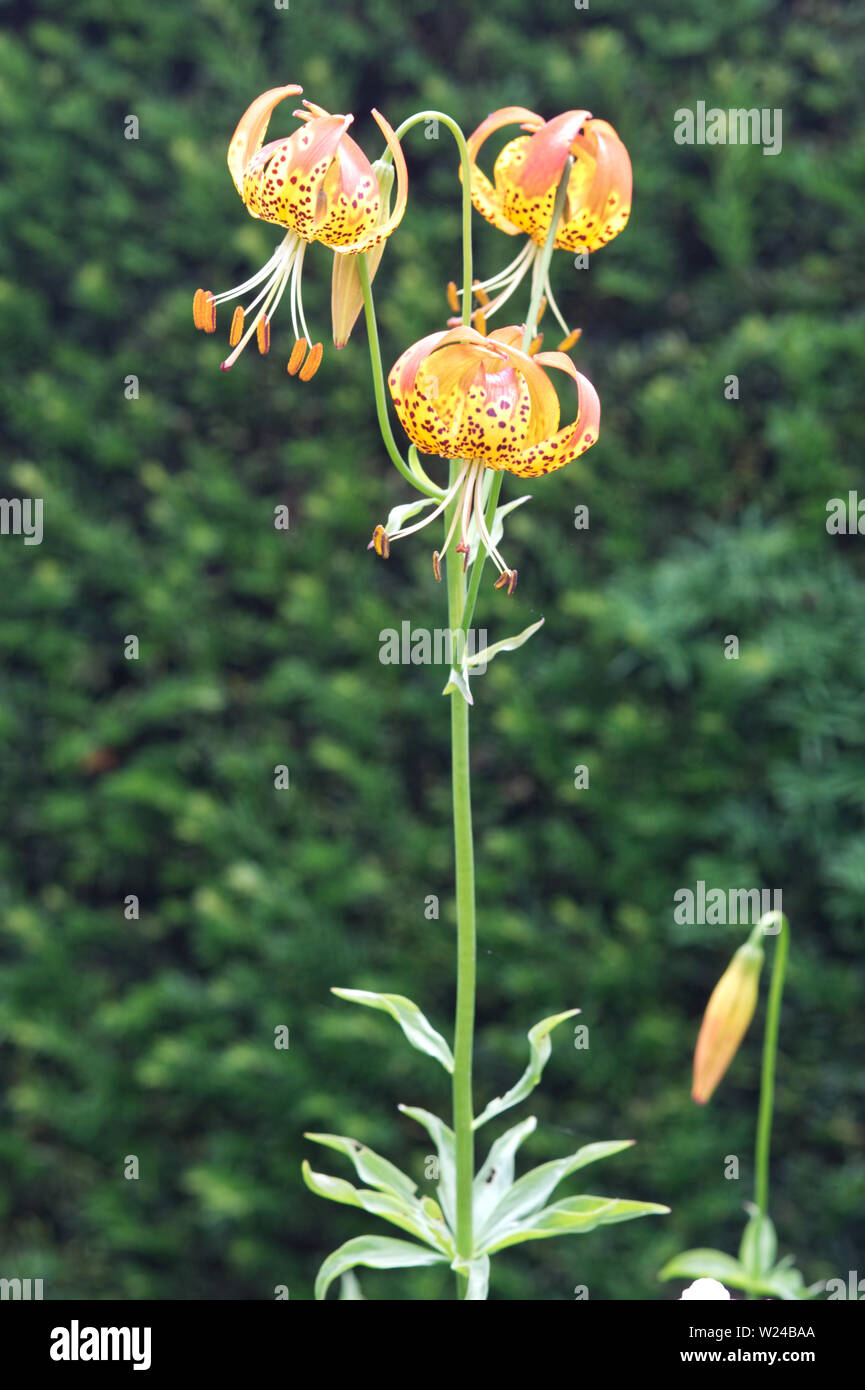 Lilium pardalinum, pantera lirio amarillo Foto de stock