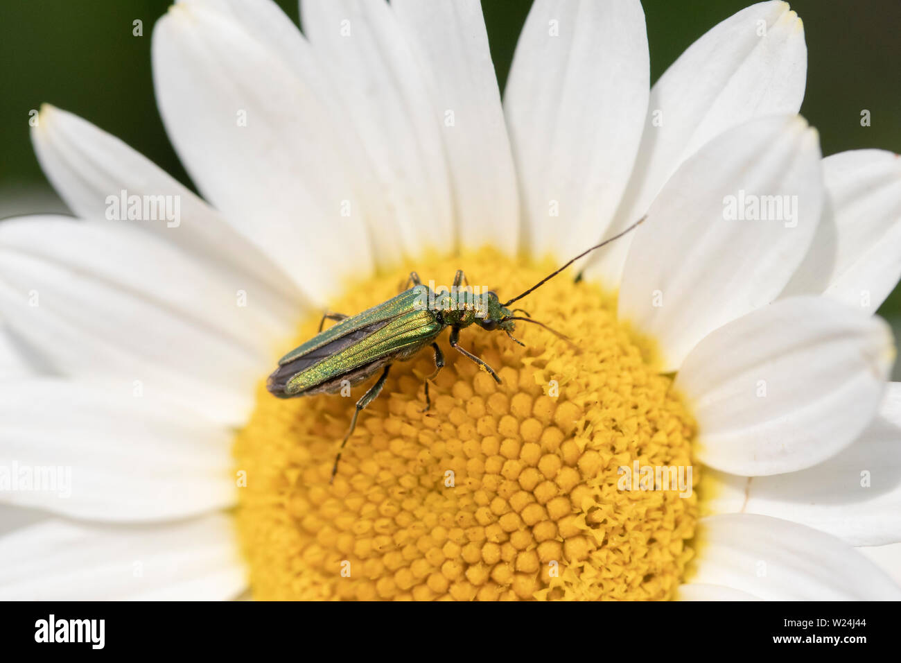Patas gruesas flor escarabajo (Oedemera nobilis), también conocida como la hinchada-thighed escarabajo y el falso escarabajo, aceite de Anthemis tinctoria "E.C.Buxton' Foto de stock