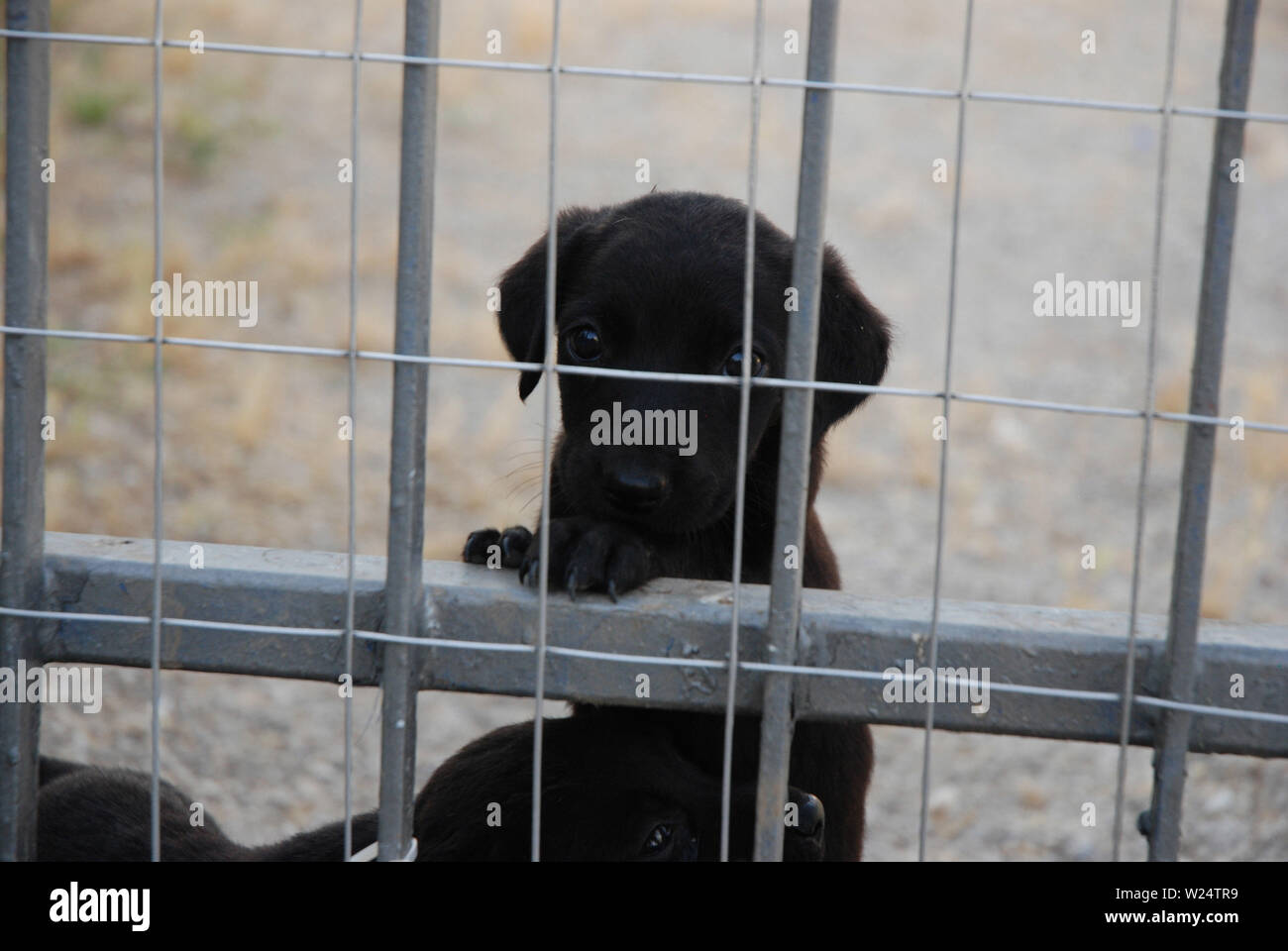 A los pocos meses cachorros de perros con su madre en la perrera sólo destetados y pendiente de aprobación Foto de stock