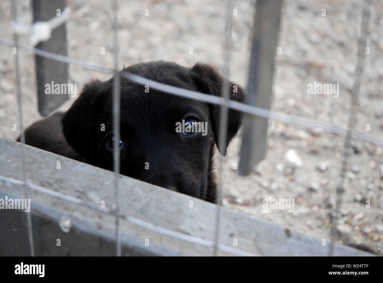 A los pocos meses cachorros de perros con su madre en la perrera sólo destetados y pendiente de aprobación Foto de stock