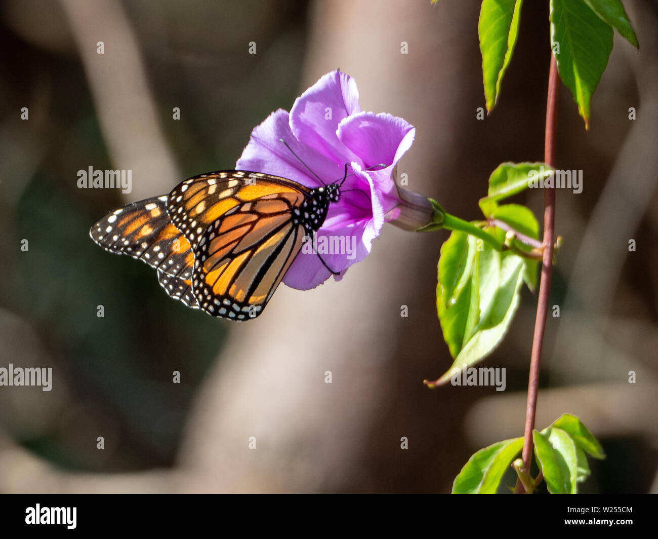Mariposa monarca en vid de flor de gloria de la mañana rosa, polinizador, patrón de detalle de alas naranja y negro, hermosas flores y mariposas Fotografía de stock - Alamy Mariposa monarca en vid de flor de gloria de la mañana rosa, polinizador, patrón de detalle de alas naranja y negro, hermosas flores y mariposas Fotografía de stock - Alamy