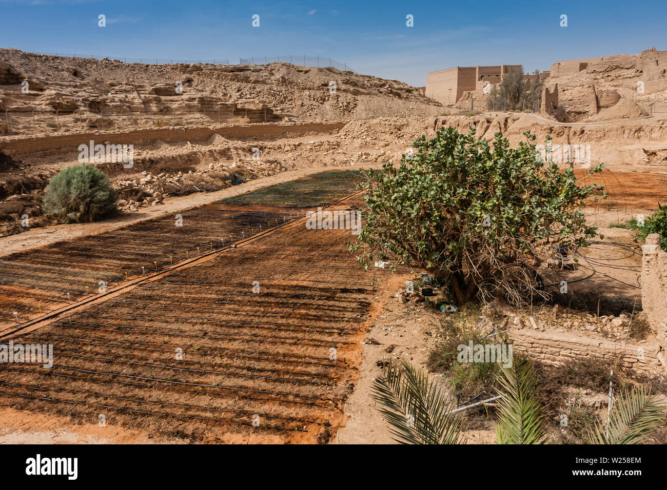 Una granja orgánica en Wadi Hanifa cerca de la ciudad histórica de Ad Diriyah, Riad Foto de stock