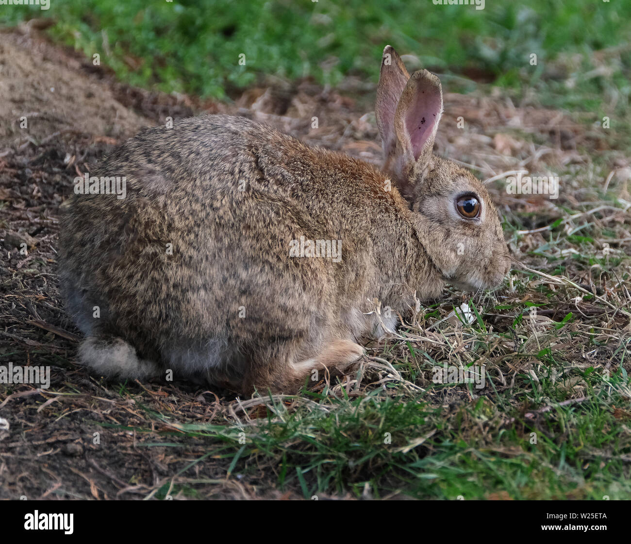 Alimentación del conejo silvestre en la hierba de jardín urbano. Foto de stock