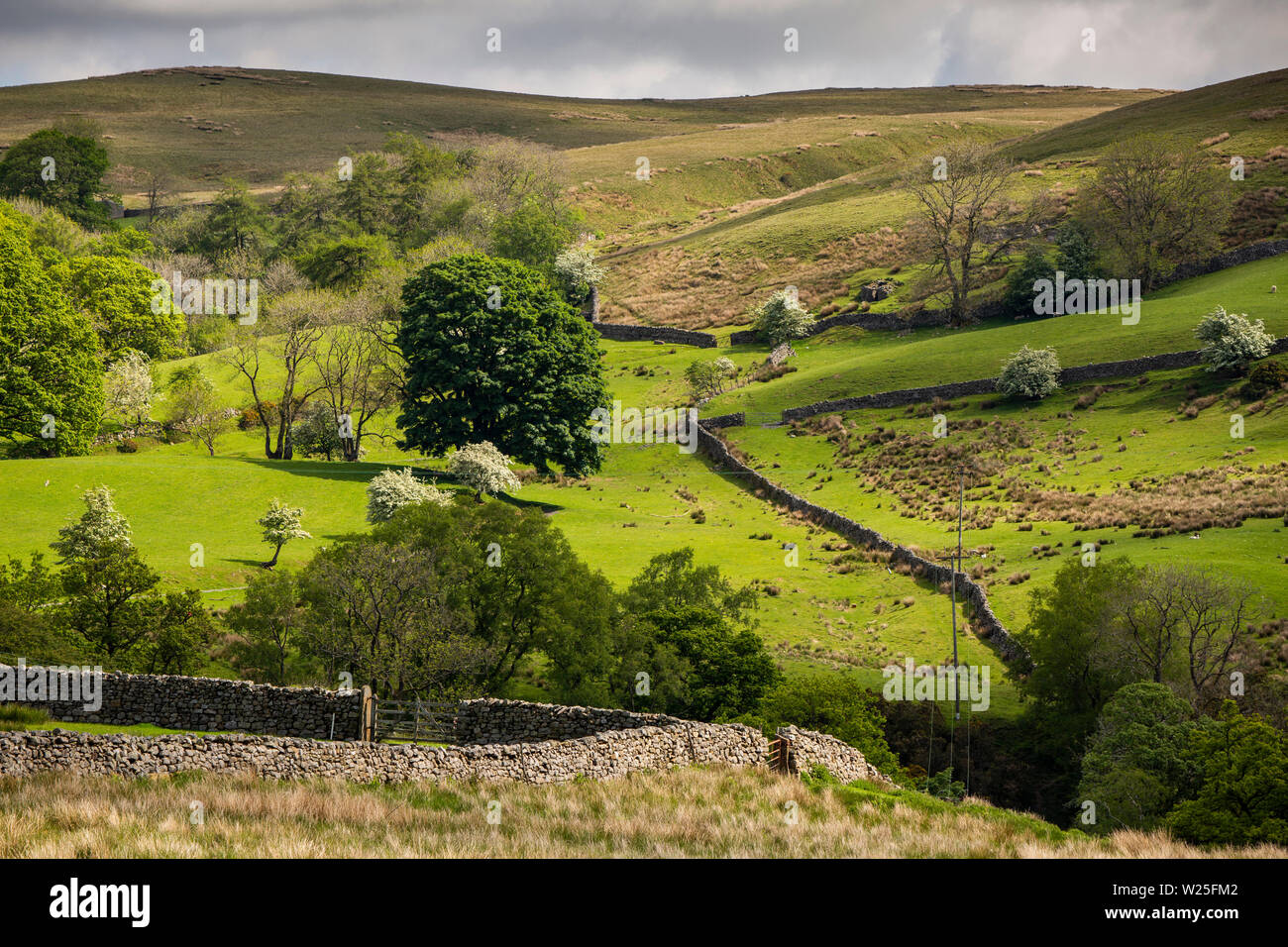 Sedbergh, Cumbria, Reino Unido, y Frostrow Soolbank, tierras bajas separadas por paredes drystone debajo Howgill Fells Foto de stock