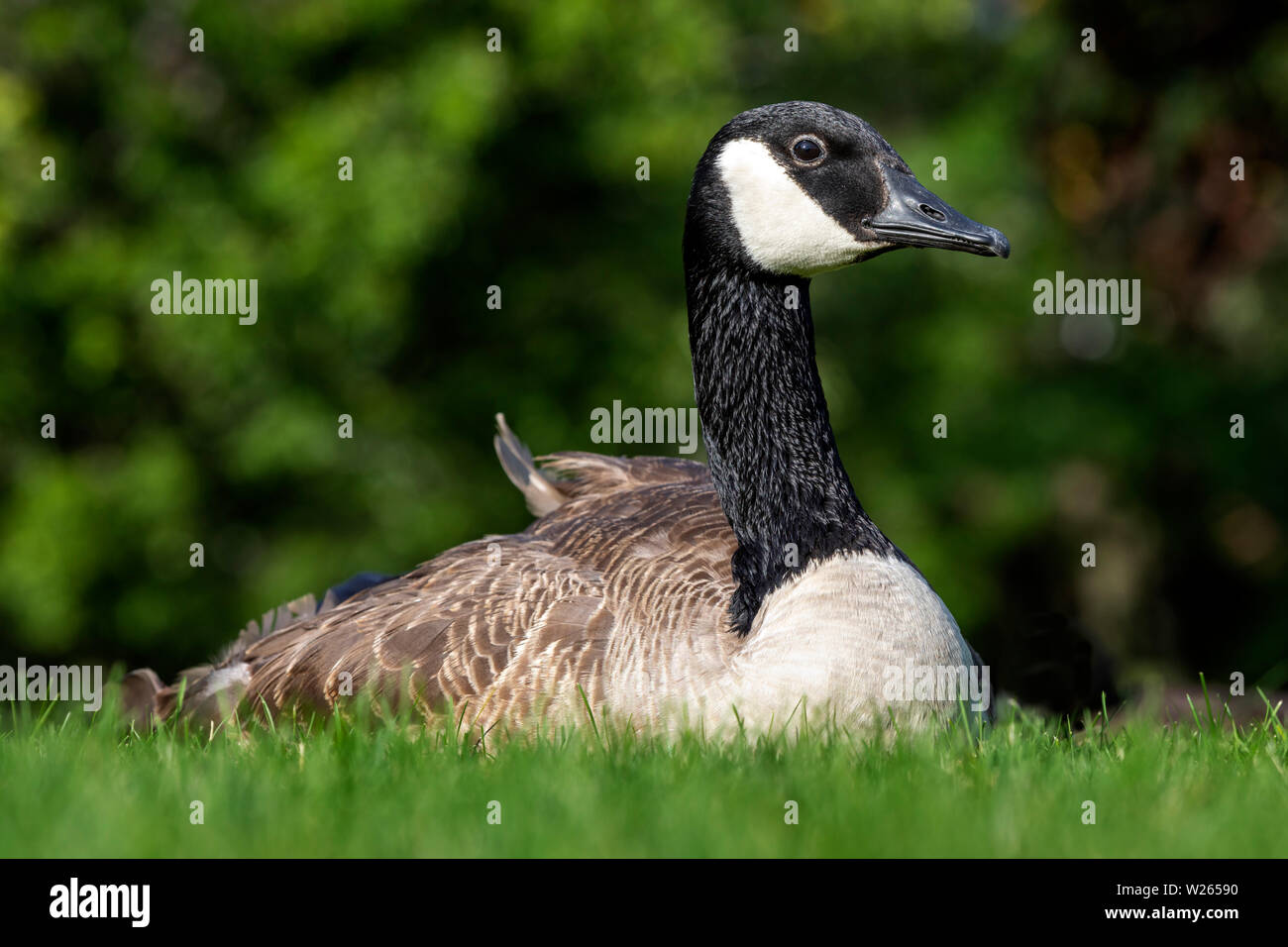 Canad Goose en City Park Boston Massachusetts EE.UU Fotograf a