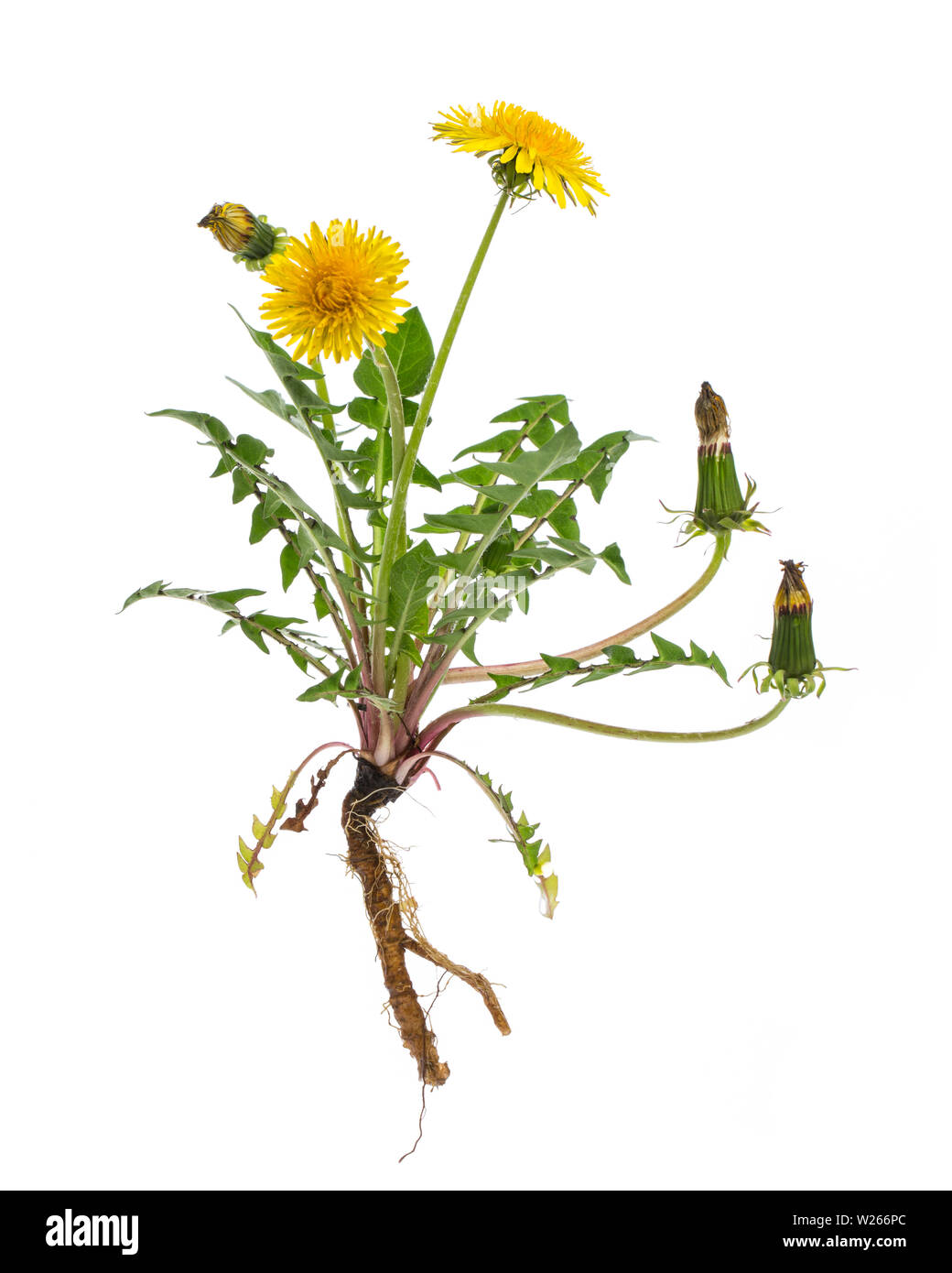Healing / Plantas medicinales: Diente de león (Taraxacum officinale) - planta entera sobre fondo blanco. Foto de stock