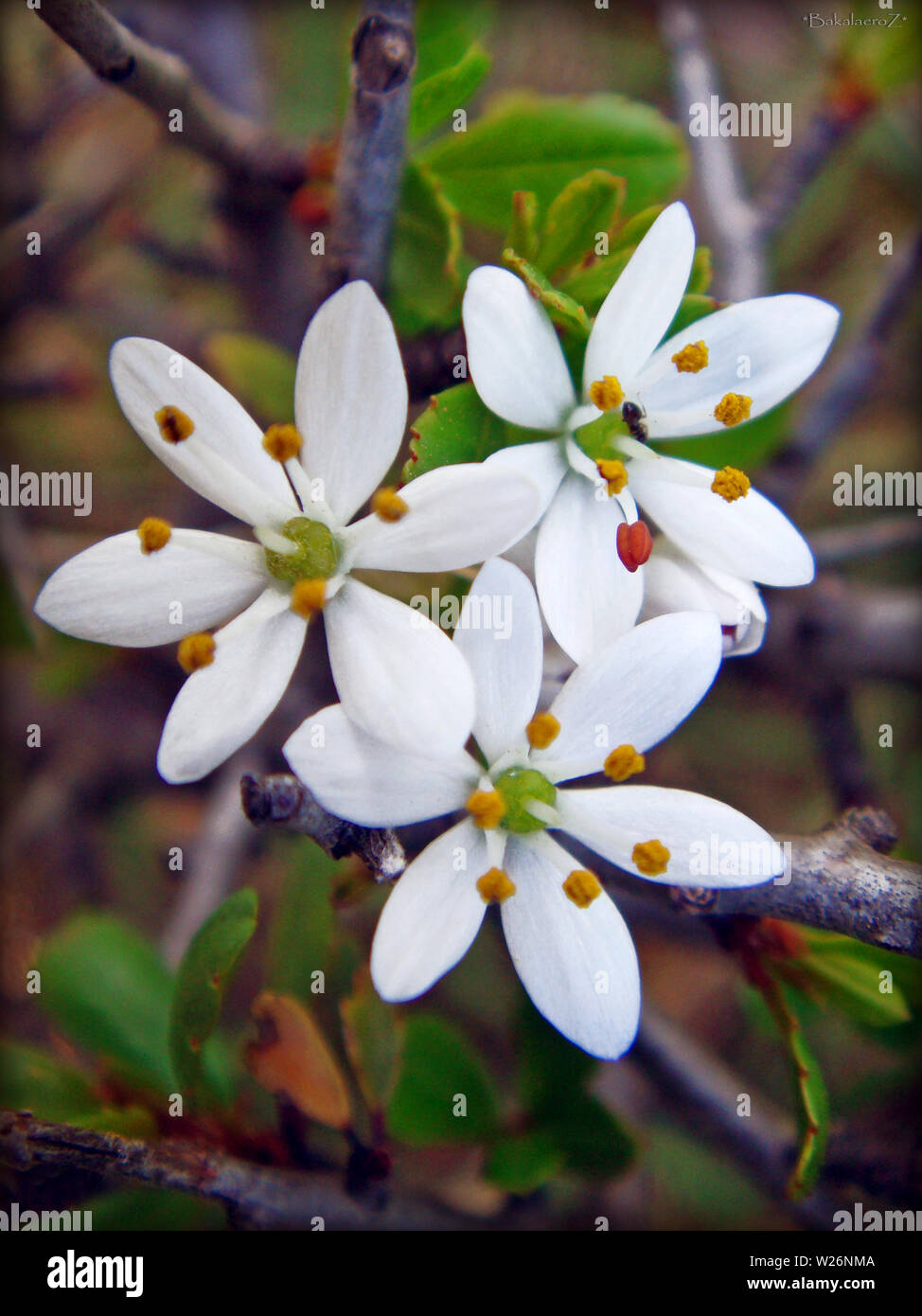 Pera macro flor en flor blanca antecedentes y fondos de pantalla en