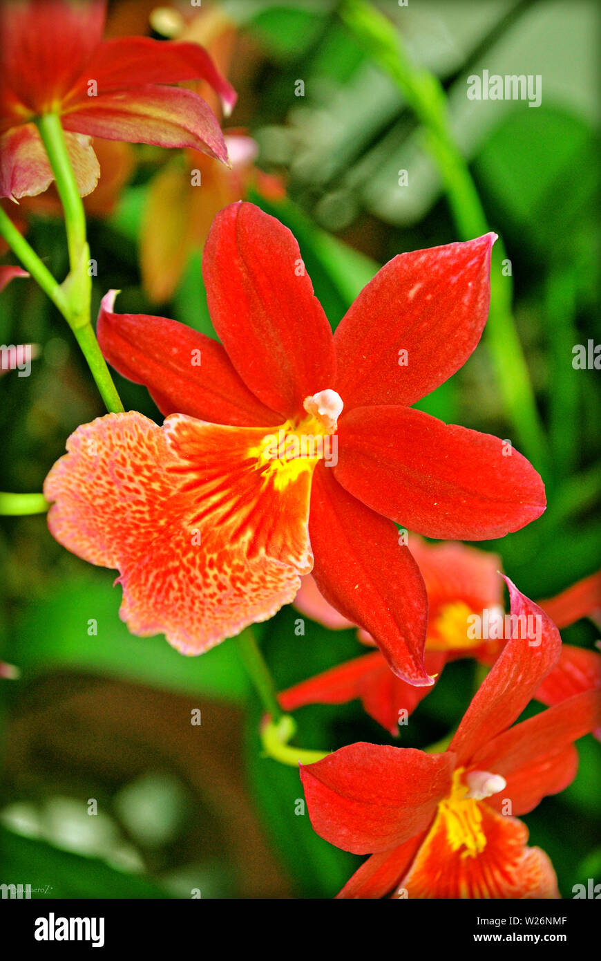 Flor de orquídea roja antecedentes y fondos de pantalla en alta calidad de  impresión Fotografía de stock - Alamy