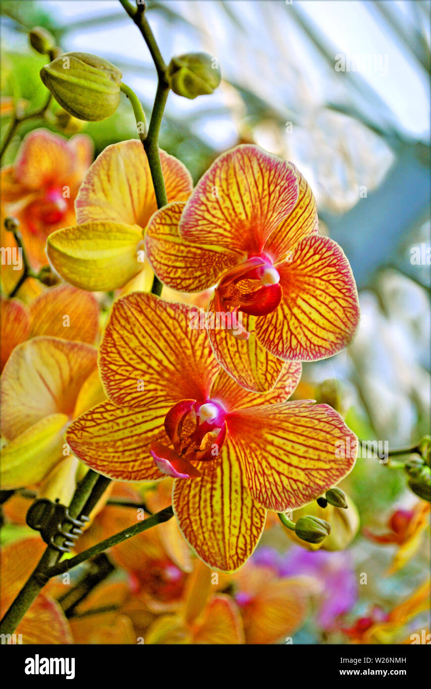 Orquídeas antecedentes y fondos de pantalla en alta calidad de impresión  Fotografía de stock - Alamy