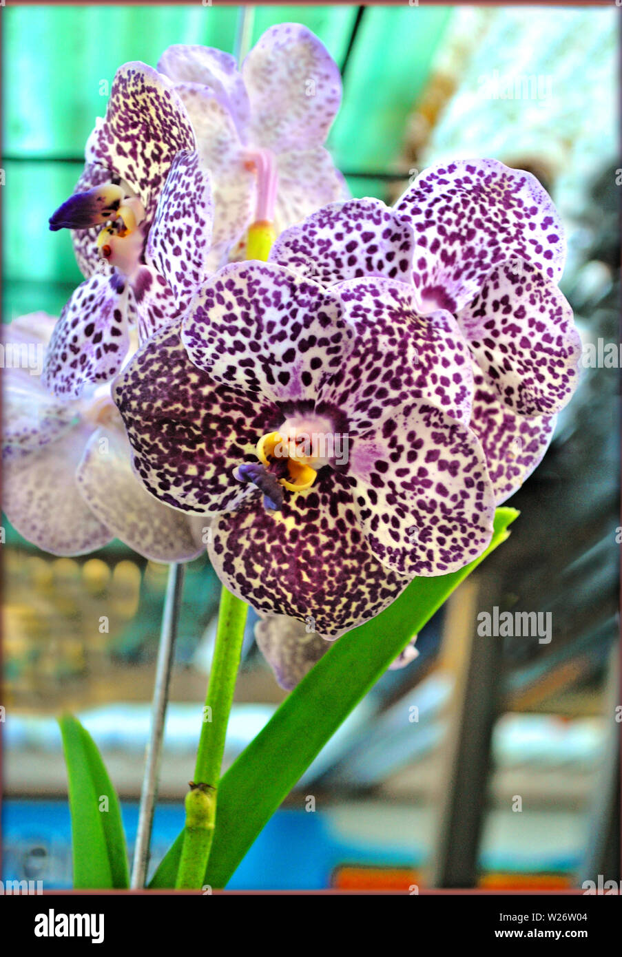 Las orquídeas flores antecedentes y fondos de pantalla en alta calidad de  impresión Fotografía de stock - Alamy